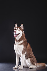 Image showing siberian husky