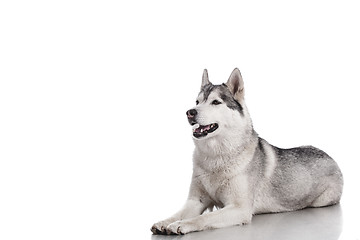 Image showing siberian husky