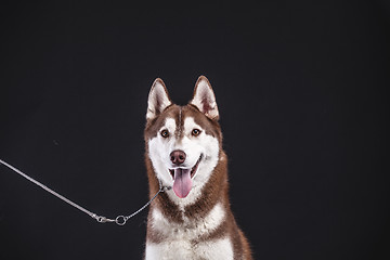 Image showing siberian husky