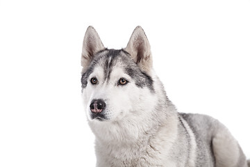 Image showing siberian husky