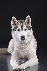 Image showing siberian husky