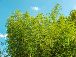 Image showing Bamboo plants