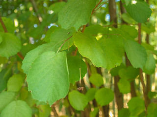 Image showing Hazel tree leaf