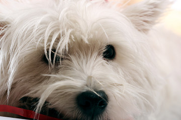 Image showing White puppy