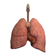 Image showing Healthy Lungs