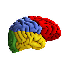 Image showing Brain Diagram