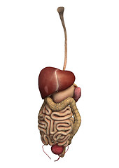 Image showing Human Guts