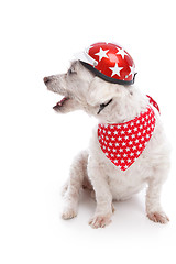 Image showing Barking Biker Dog