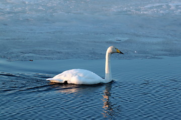 Image showing Whooper swan