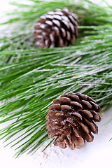 Image showing fir tree branch with pinecones 