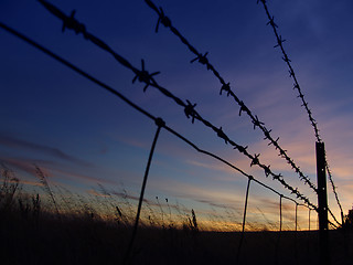 Image showing Barbed Sunrise