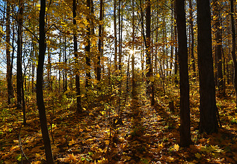 Image showing autumn forest with sun