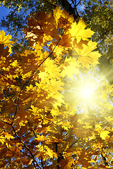 Image showing autumn yellow leaves