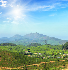 Image showing mountain tea plantation landscape in India