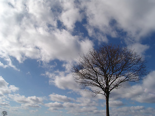 Image showing tree and sky