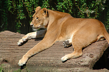 Image showing Lion