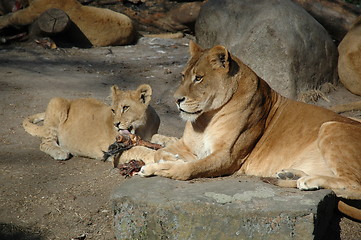 Image showing Lions