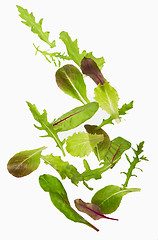 Image showing Green lettuce salad leafs