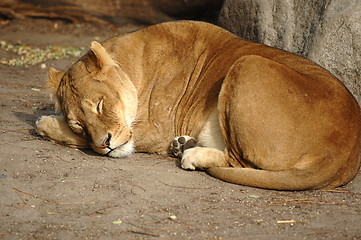 Image showing Lion