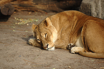 Image showing Lion resting