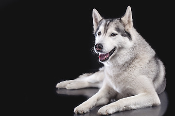 Image showing siberian husky