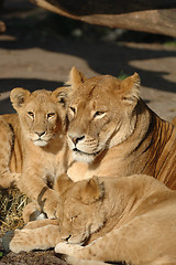 Image showing Lion family