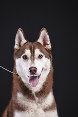 Image showing siberian husky