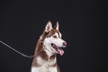 Image showing siberian husky