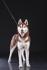 Image showing siberian husky