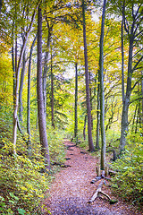 Image showing Trail with foliage in a forest in autumn