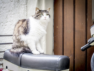 Image showing cat is sitting on motorbike