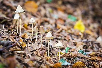 Image showing bonnet in forest