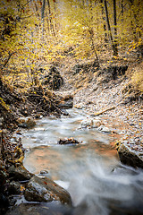 Image showing creek in forest in autumn