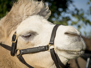 Image showing Portrait of a camel