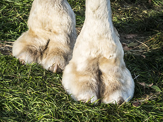 Image showing Feet of camel