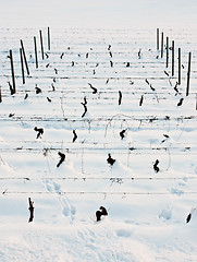 Image showing Tuscany: wineyard in winter