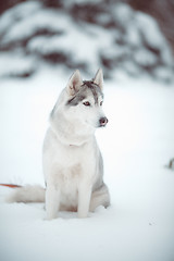 Image showing siberian husky