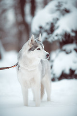 Image showing siberian husky