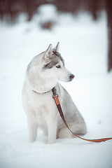 Image showing siberian husky