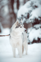 Image showing siberian husky