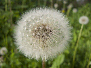 Image showing Happy Dandelion