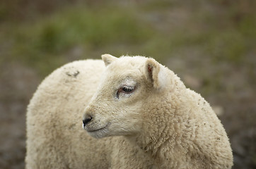 Image showing Lamb