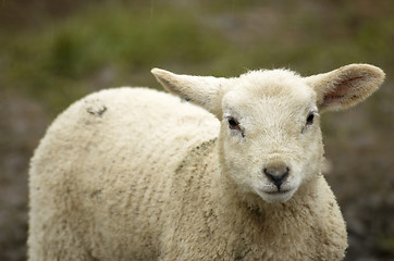 Image showing Lamb