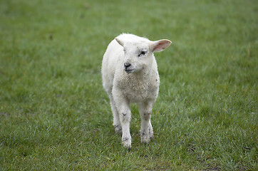 Image showing Lamb