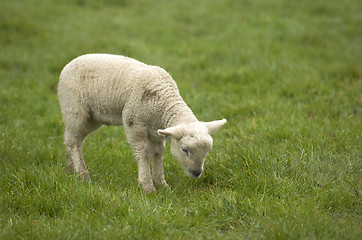 Image showing Lamb