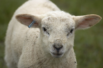 Image showing Lamb