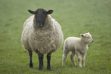 Image showing Lamb