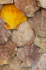 Image showing Clam background