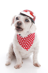 Image showing Tough biker dog barking