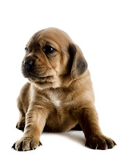 Image showing Cute Puppy